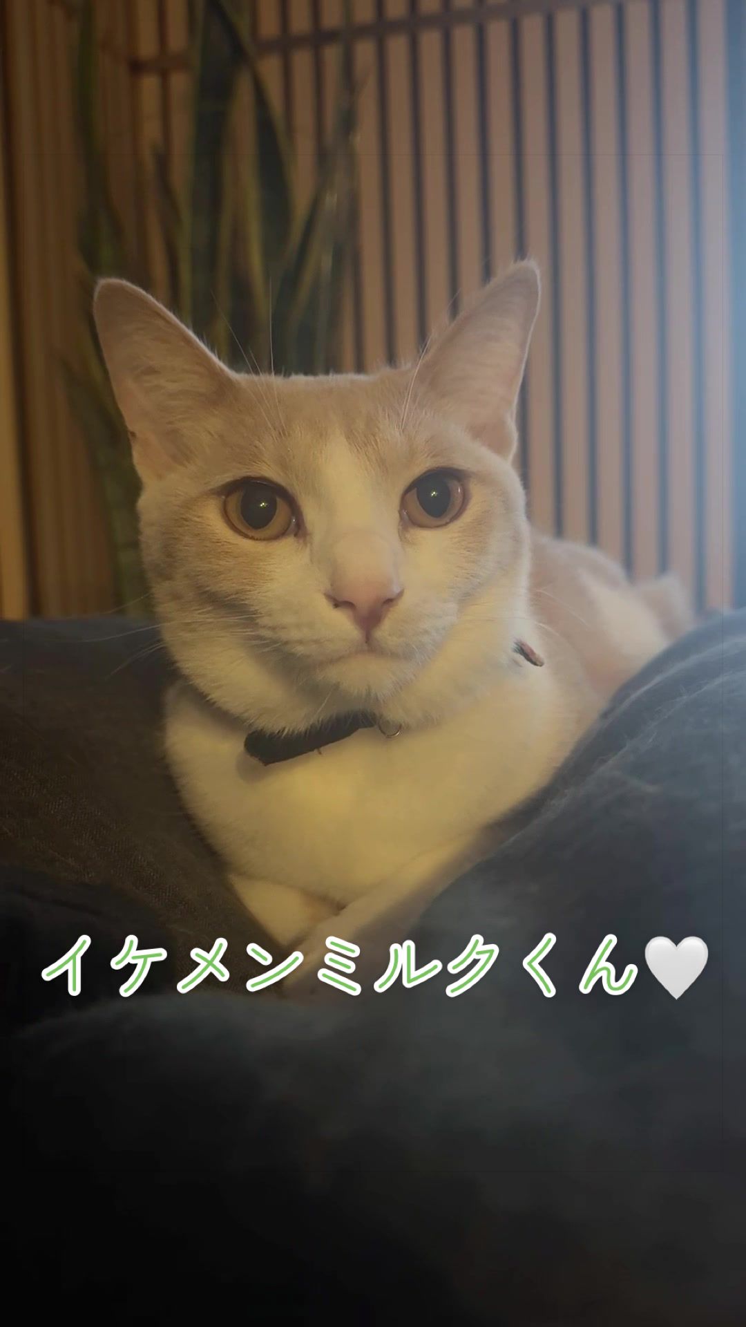 @はっぴー野郎☺︎