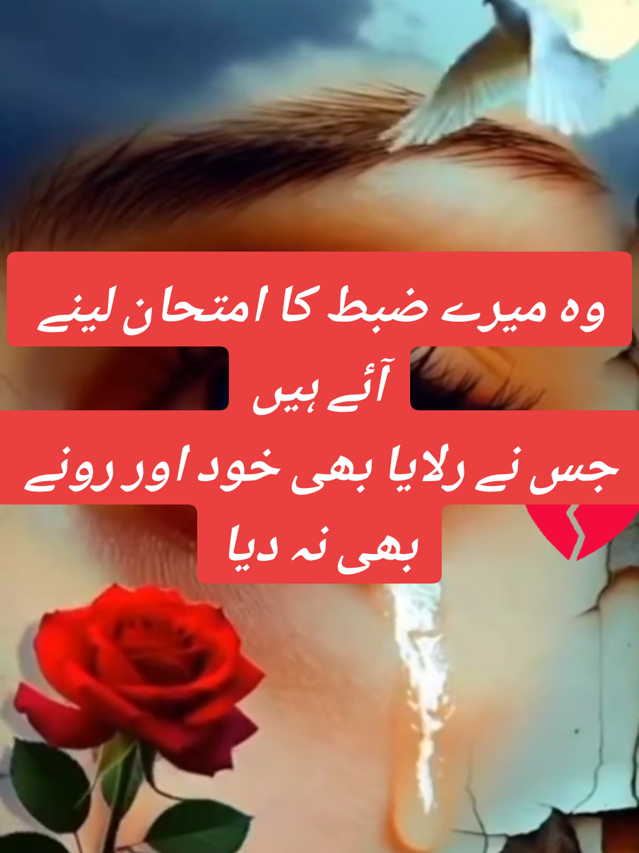 @Gohar_e_Nayab🕊️🇵🇰🕊️