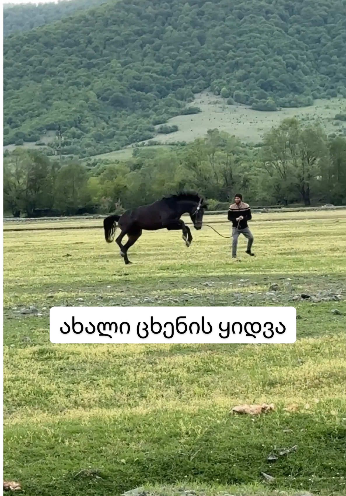 @palominoranch