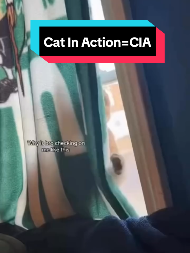 @MeowMagic