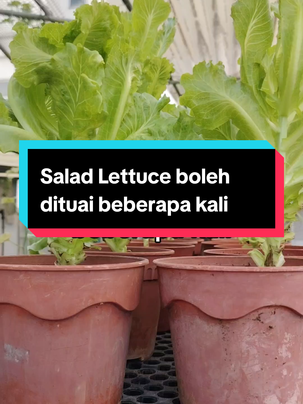 @Kakak Rose