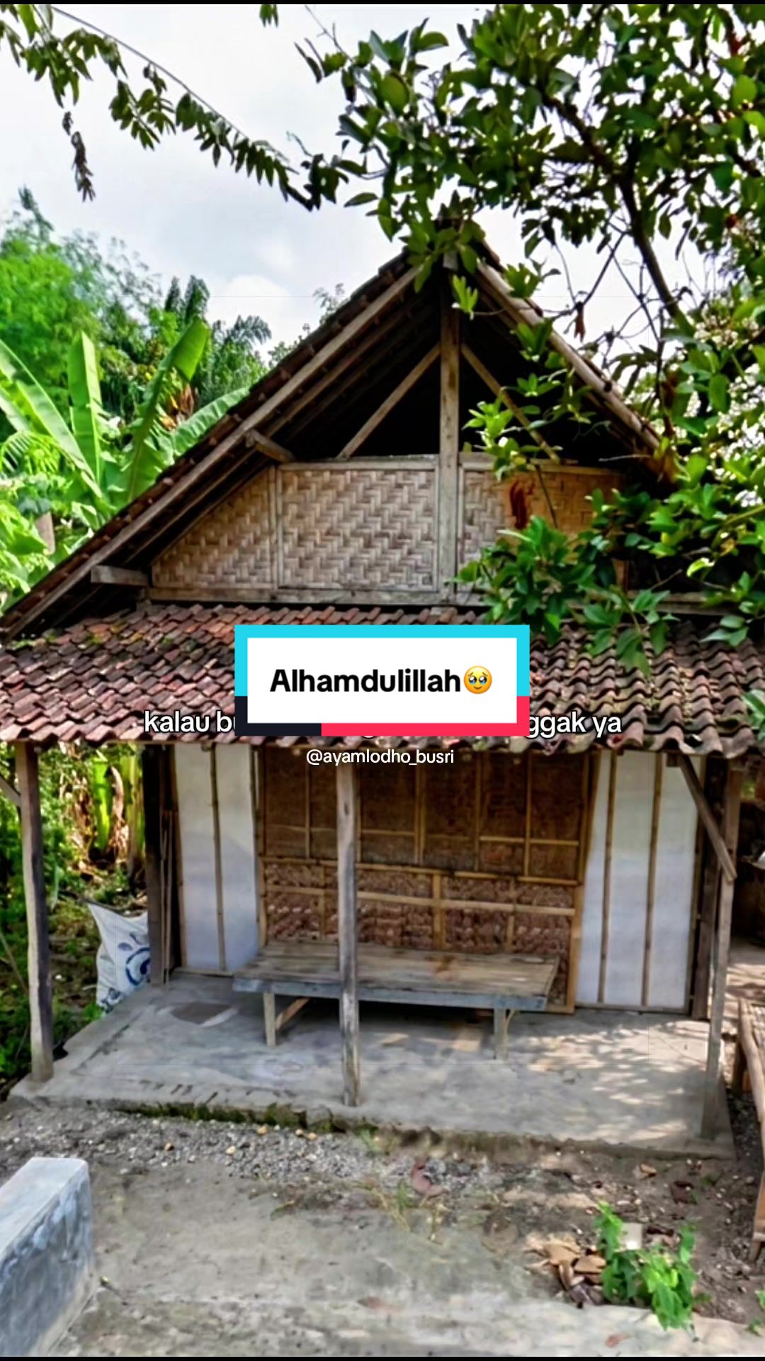 @Ayam Lodho Bu Sri