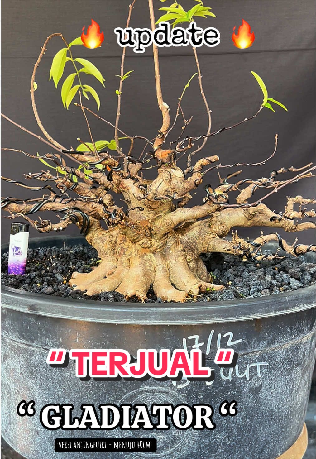 @warbonsai_purwodadi
