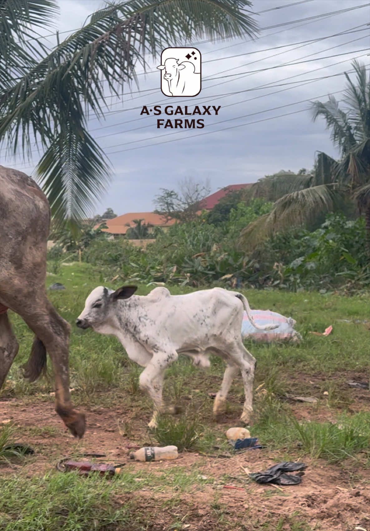 @Anwar Sadat-Galaxy 🐂🐃