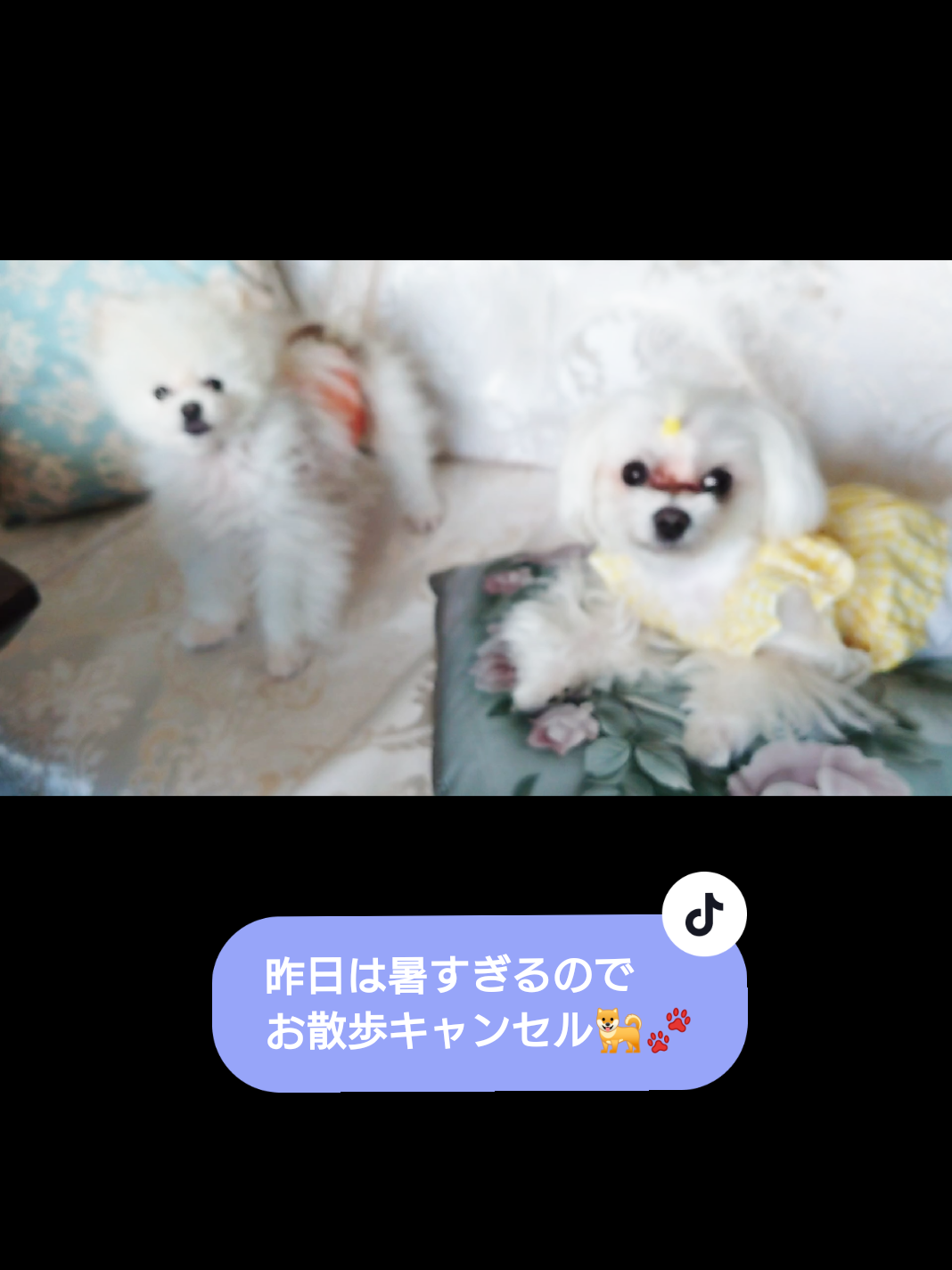 @ゆりあ&ぽんた🐶🐾
