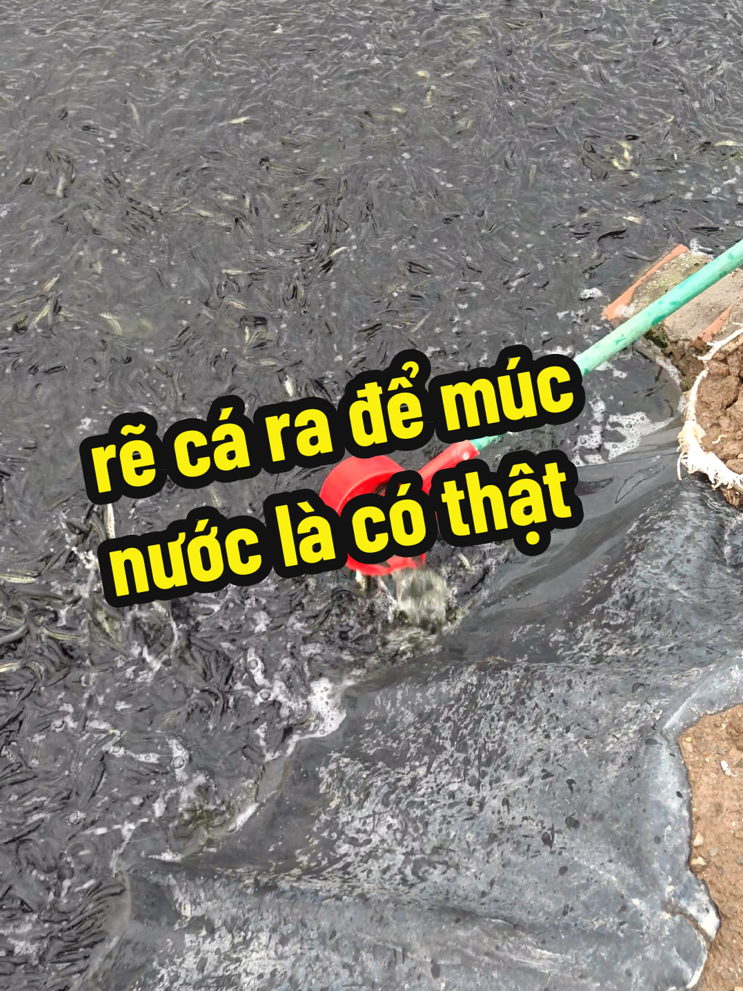 @C&aacute; Chuối Hoa