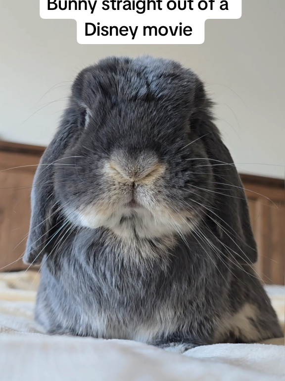 @Blueberry the Bunny