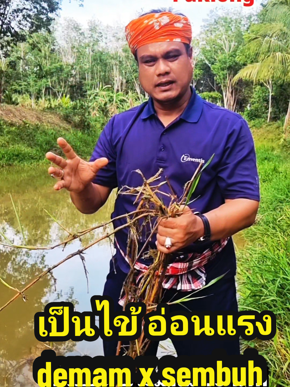 @Paklong Herb