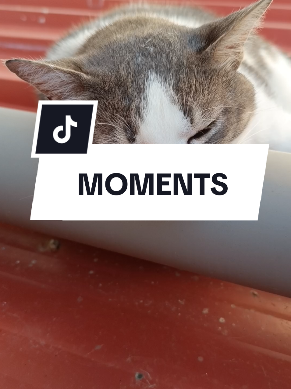 @єℓтση мєнмєтι ✔️