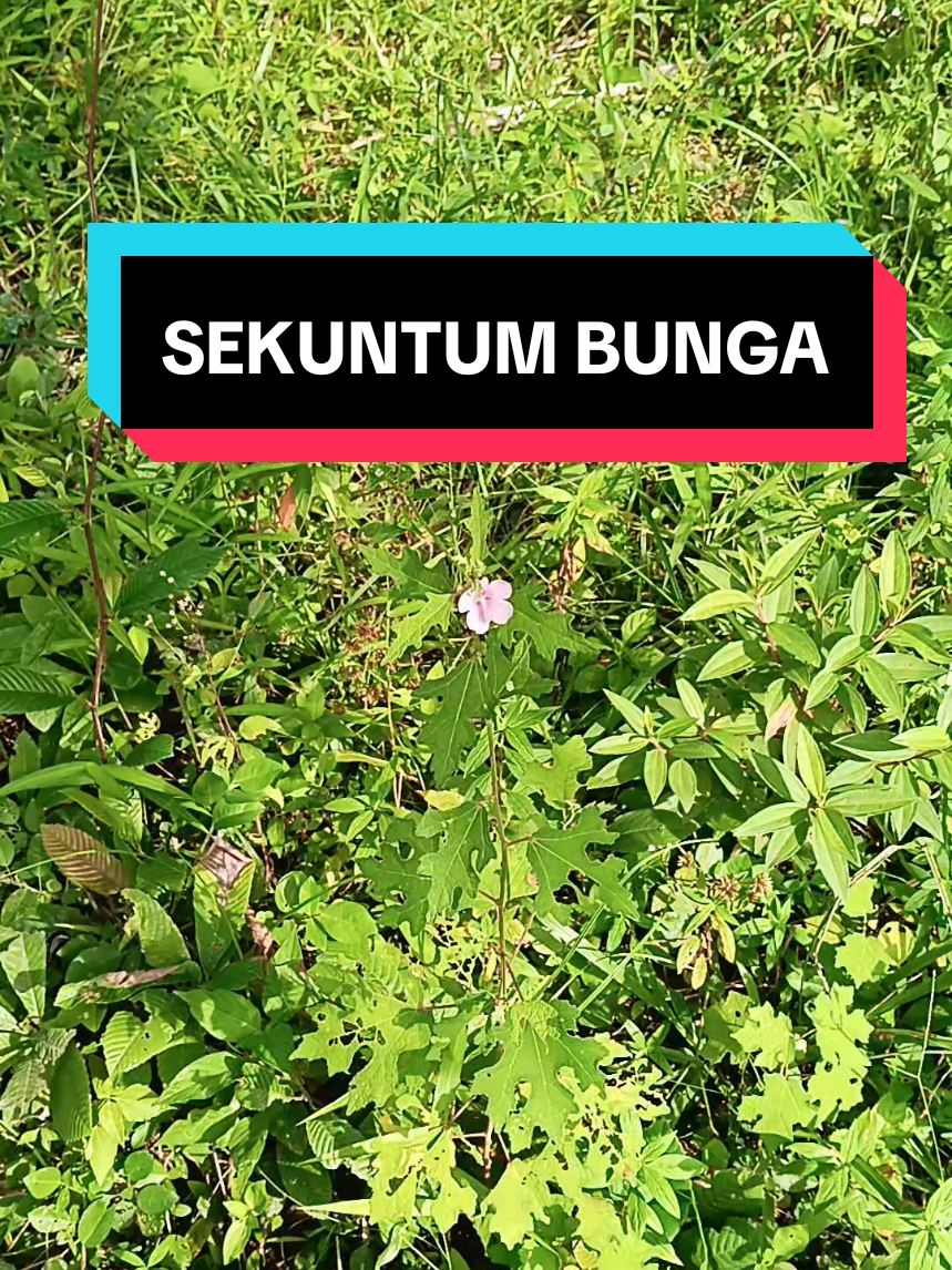 @𝙿𝚊𝚔𝙽𝚐𝚊𝚑 𝙼𝚊lik
