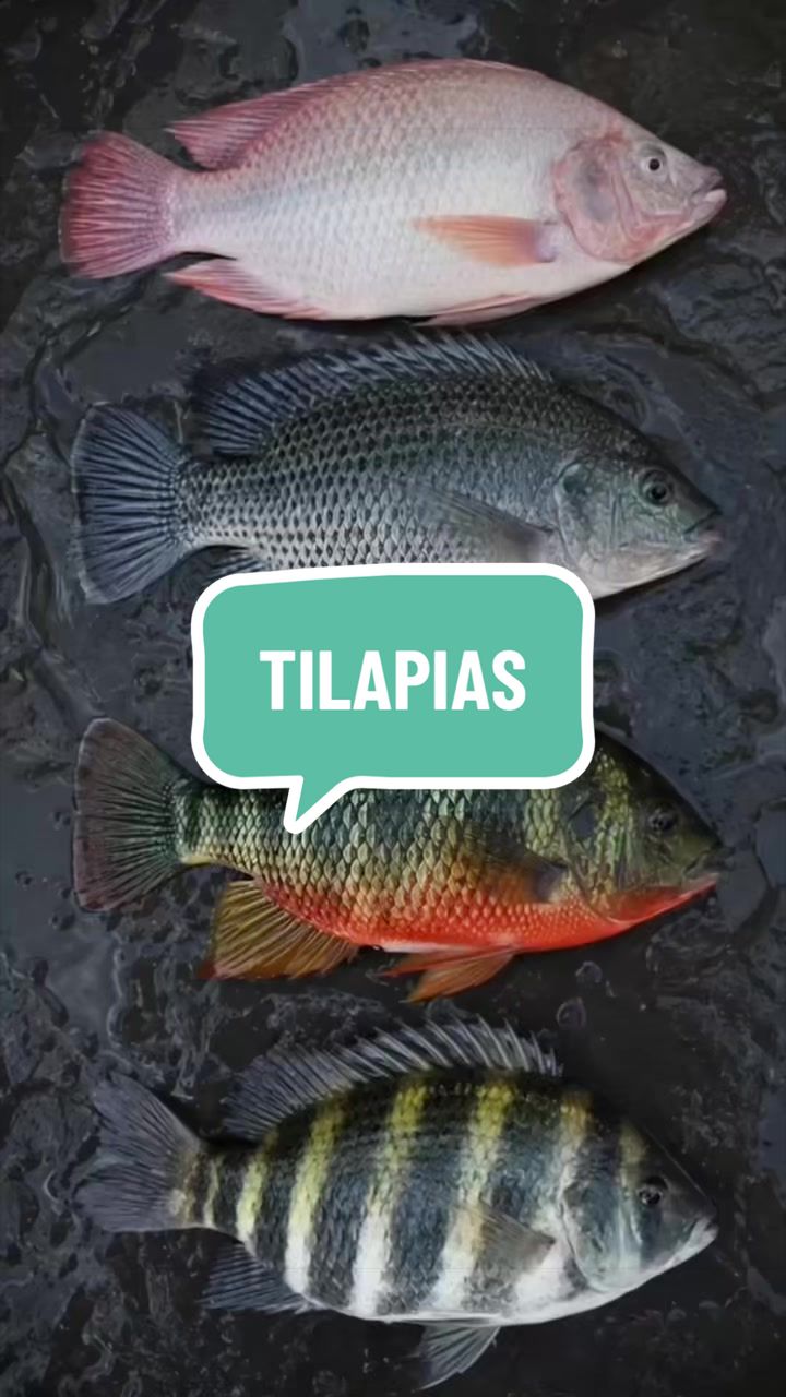 @diogopescarias