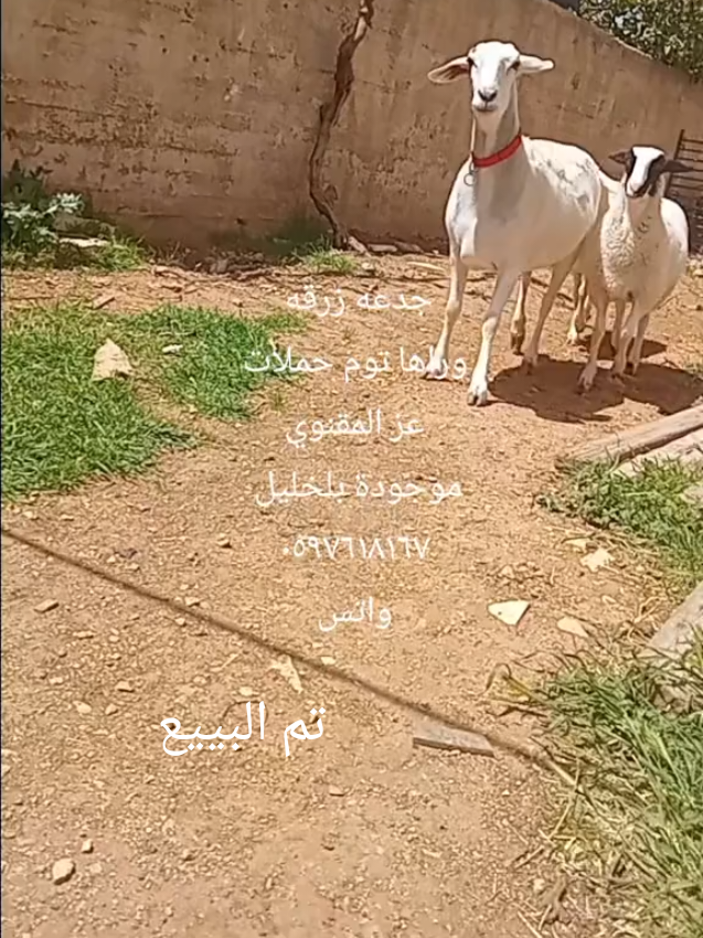 @bashar