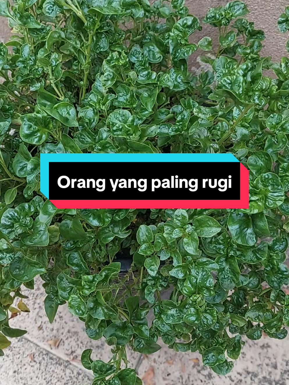 @KAKMAR YUSOFF2