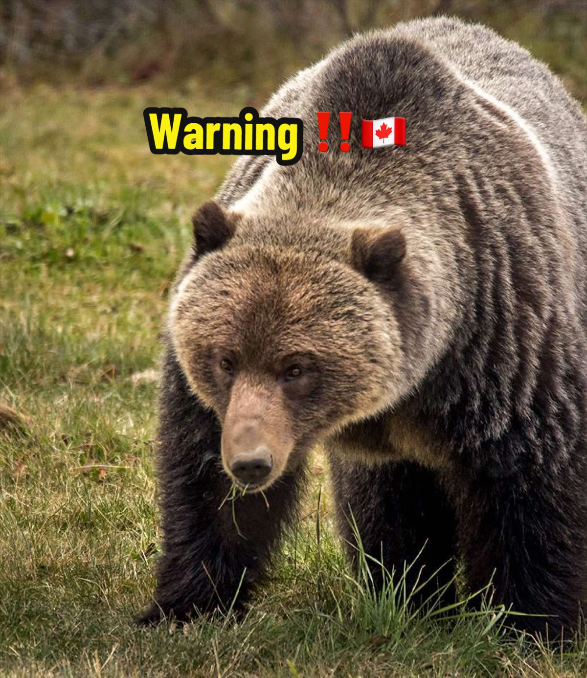 @Rasouli Reports 🇨🇦