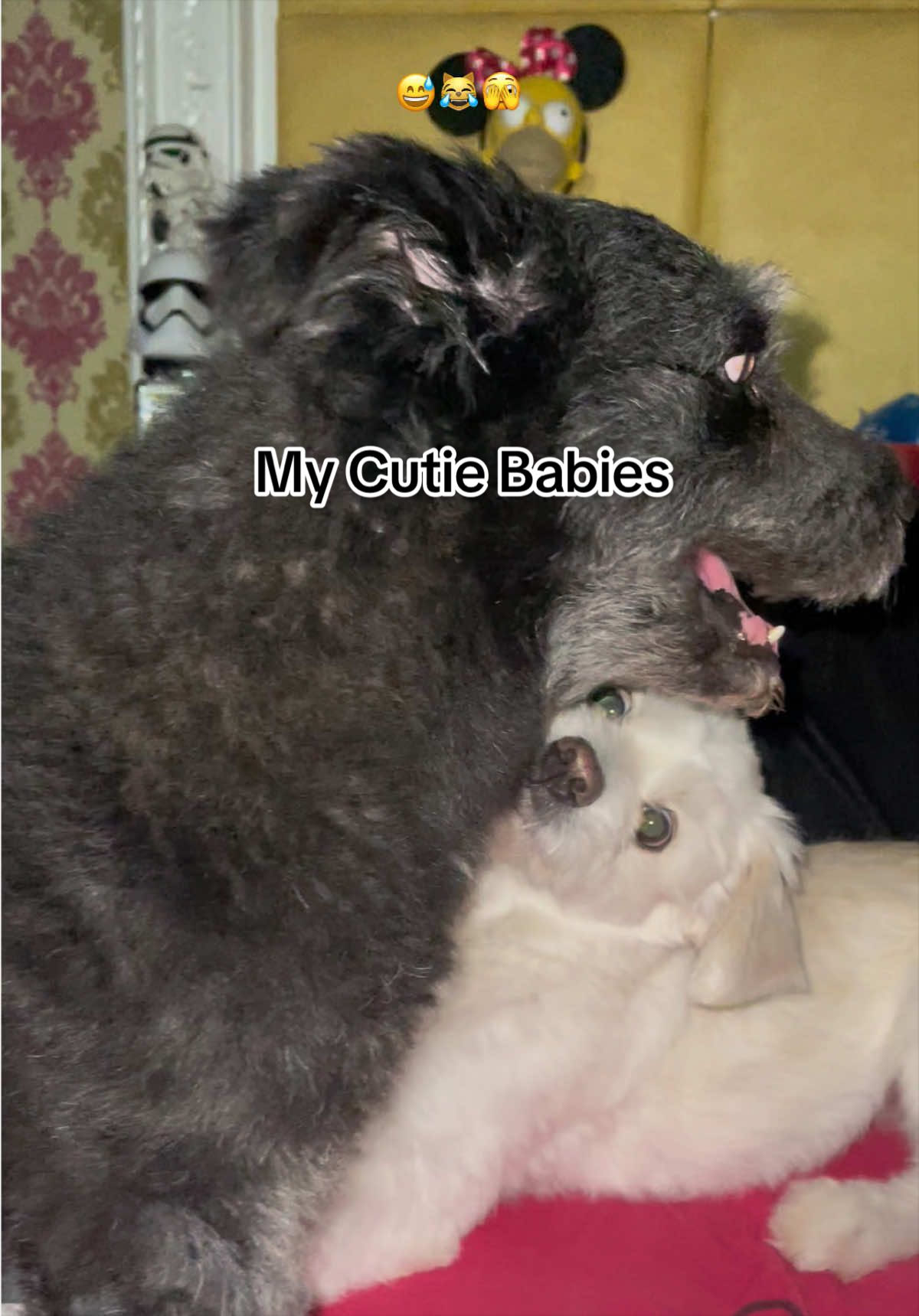 @M̊⫶i̊⫶h̊⫶o̊⫶🎀