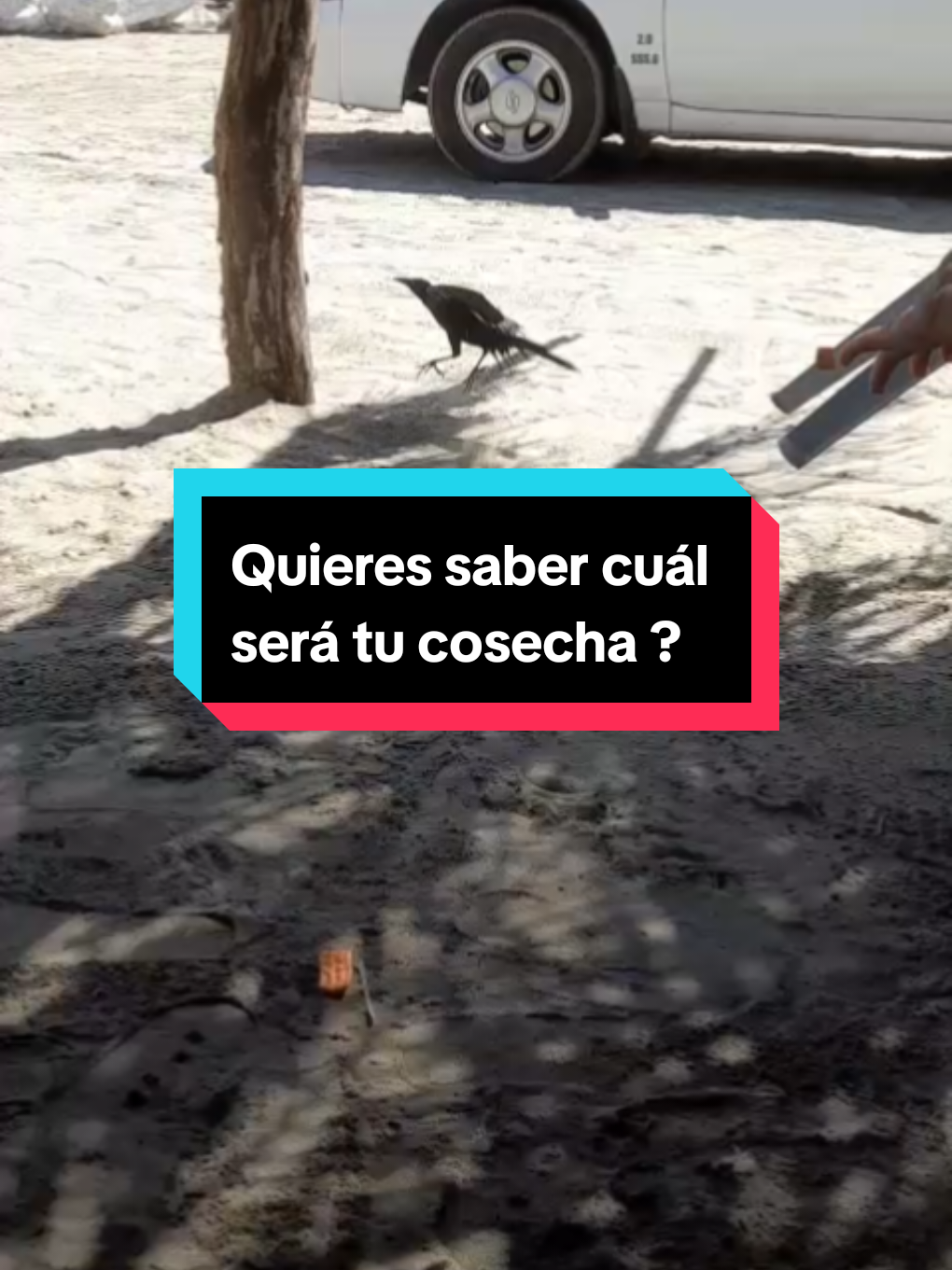 @Quitú333