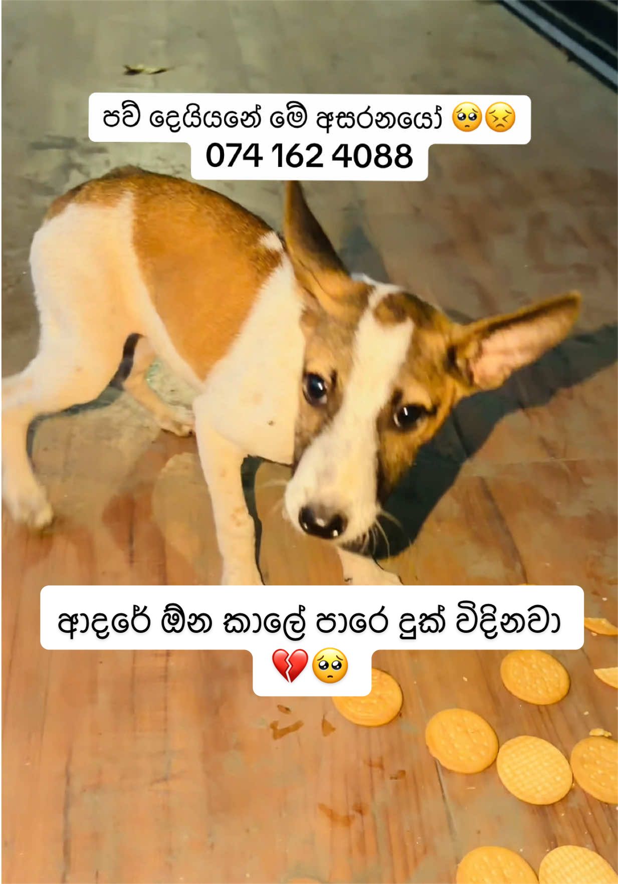 @DOG LOVERS