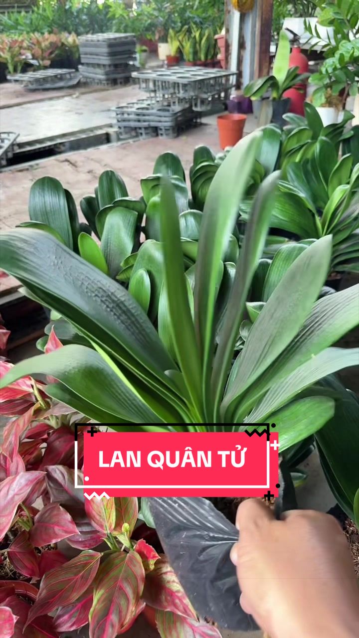 @Cây Xanh Phong Hồng