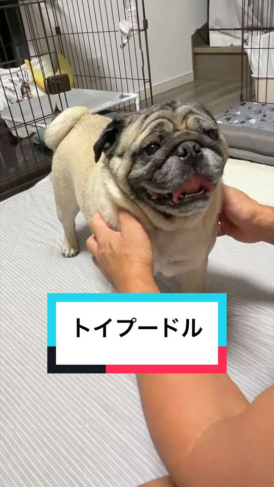 @🐶とん&ぺっぺこぺー🦊