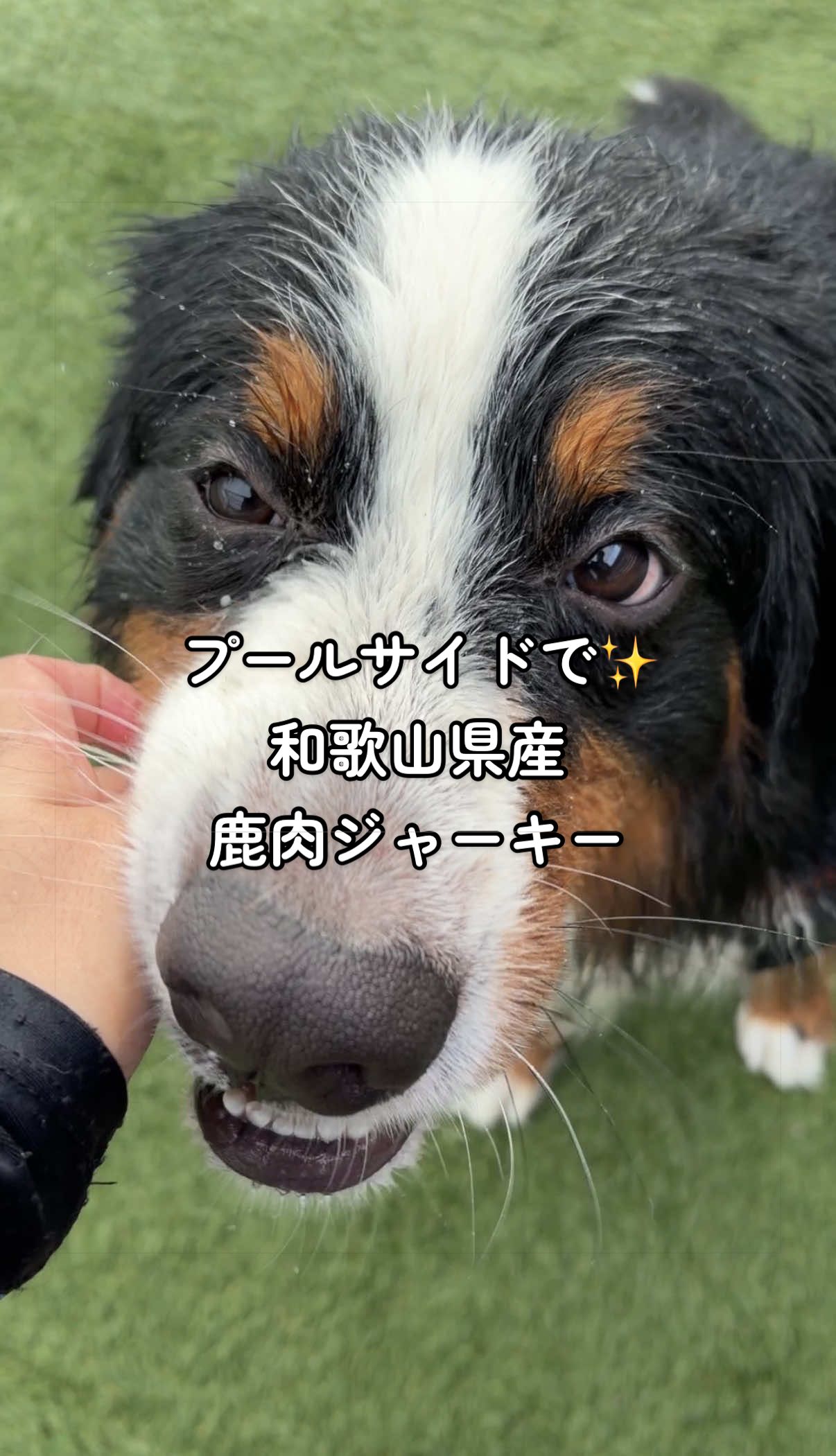 @å¯å£«å±±ð¶ð»ããŒããŒãºããŠã³ãã³ããã° - Fujisan