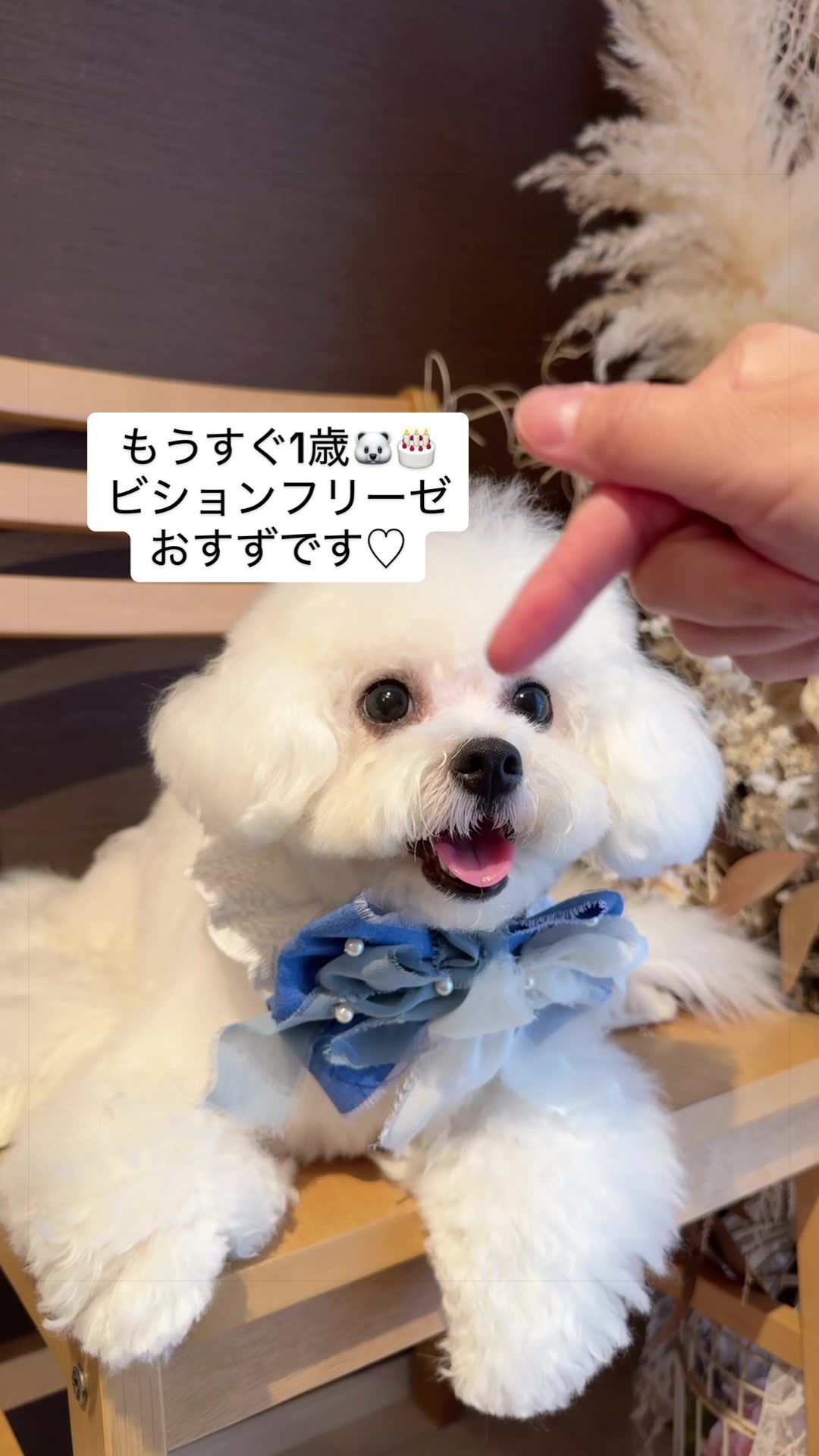 @めい🌾🦊