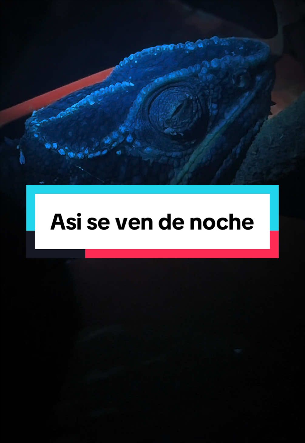 @ReptilMania