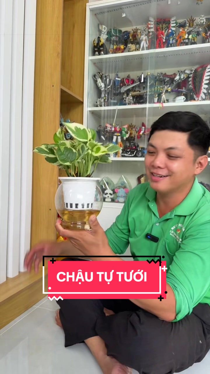 @Cây Xanh Phong Hồng