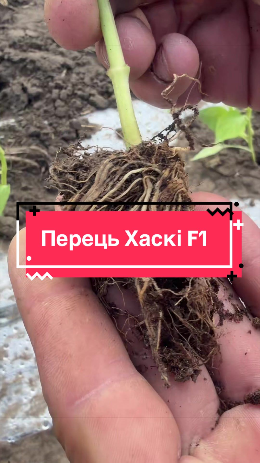 @Золотий Гектар|Насіння,Добрива