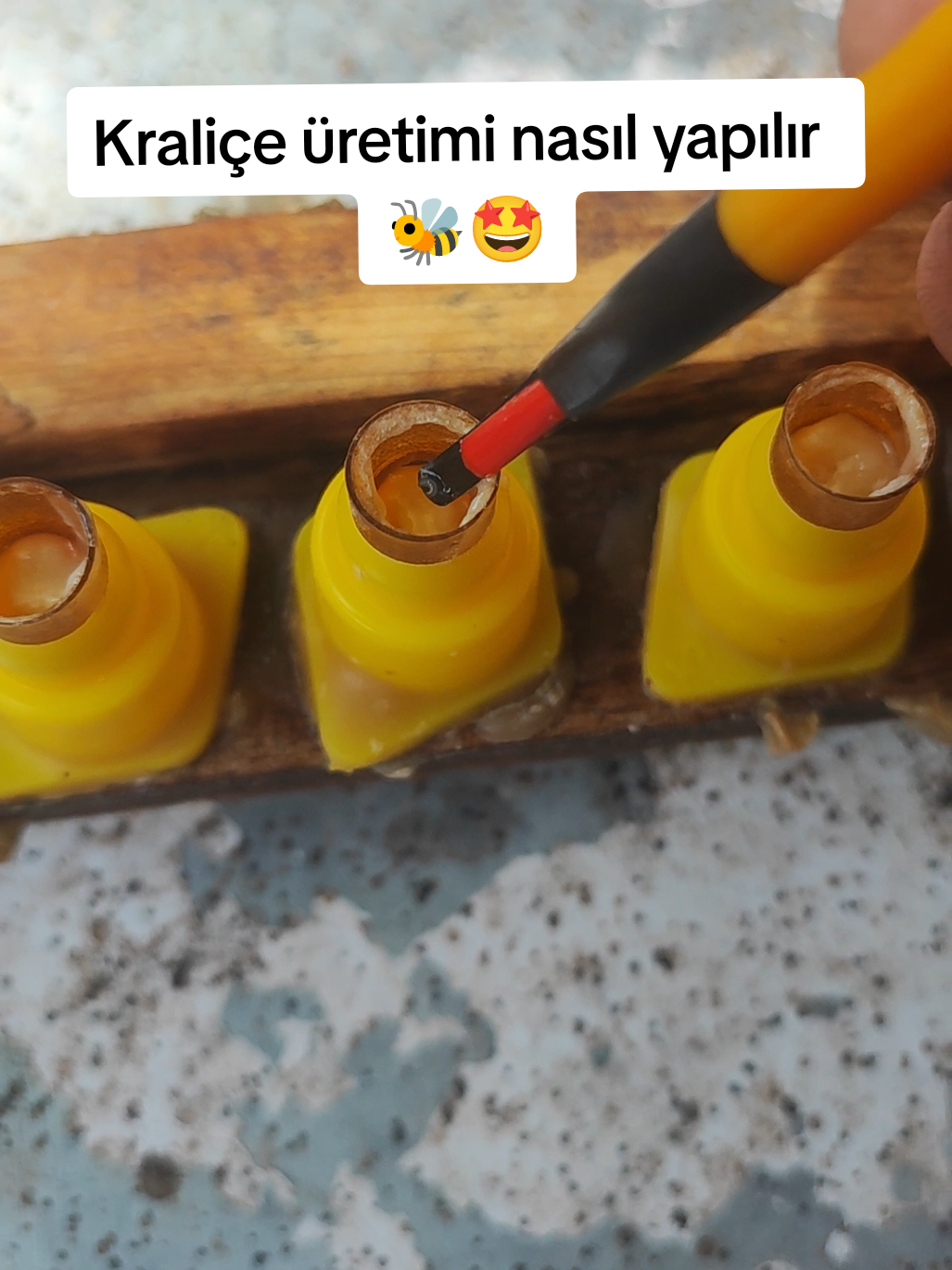 @Doğan Arıcılık 🐝