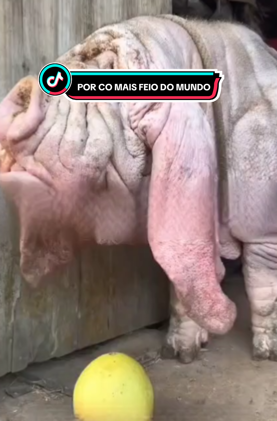 @RAIZ DO SABER