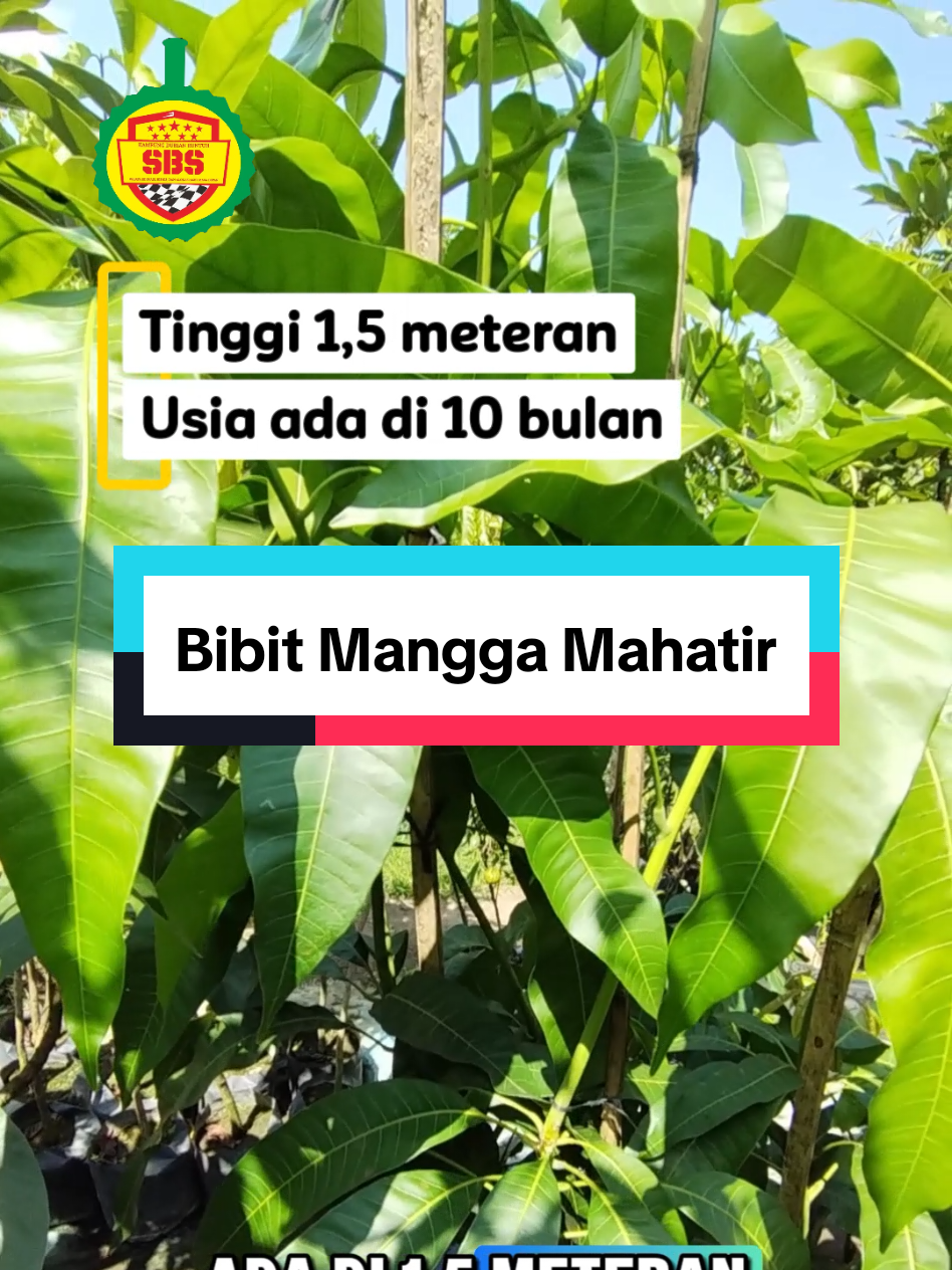 @Produksi Buah_SBS