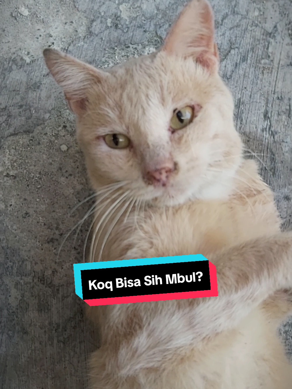 @meoweverydays