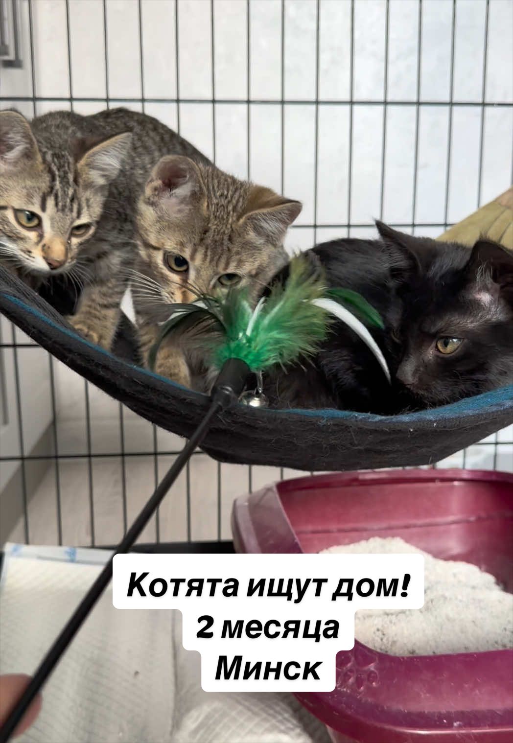 @Котята в дар!