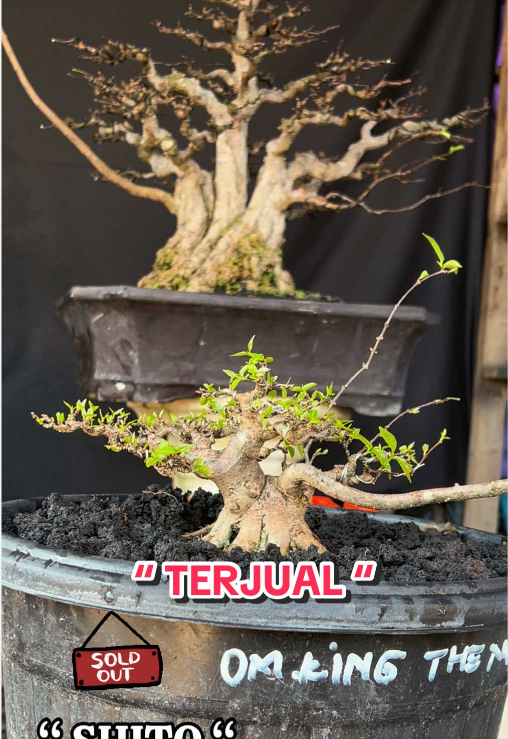 @warbonsai_purwodadi