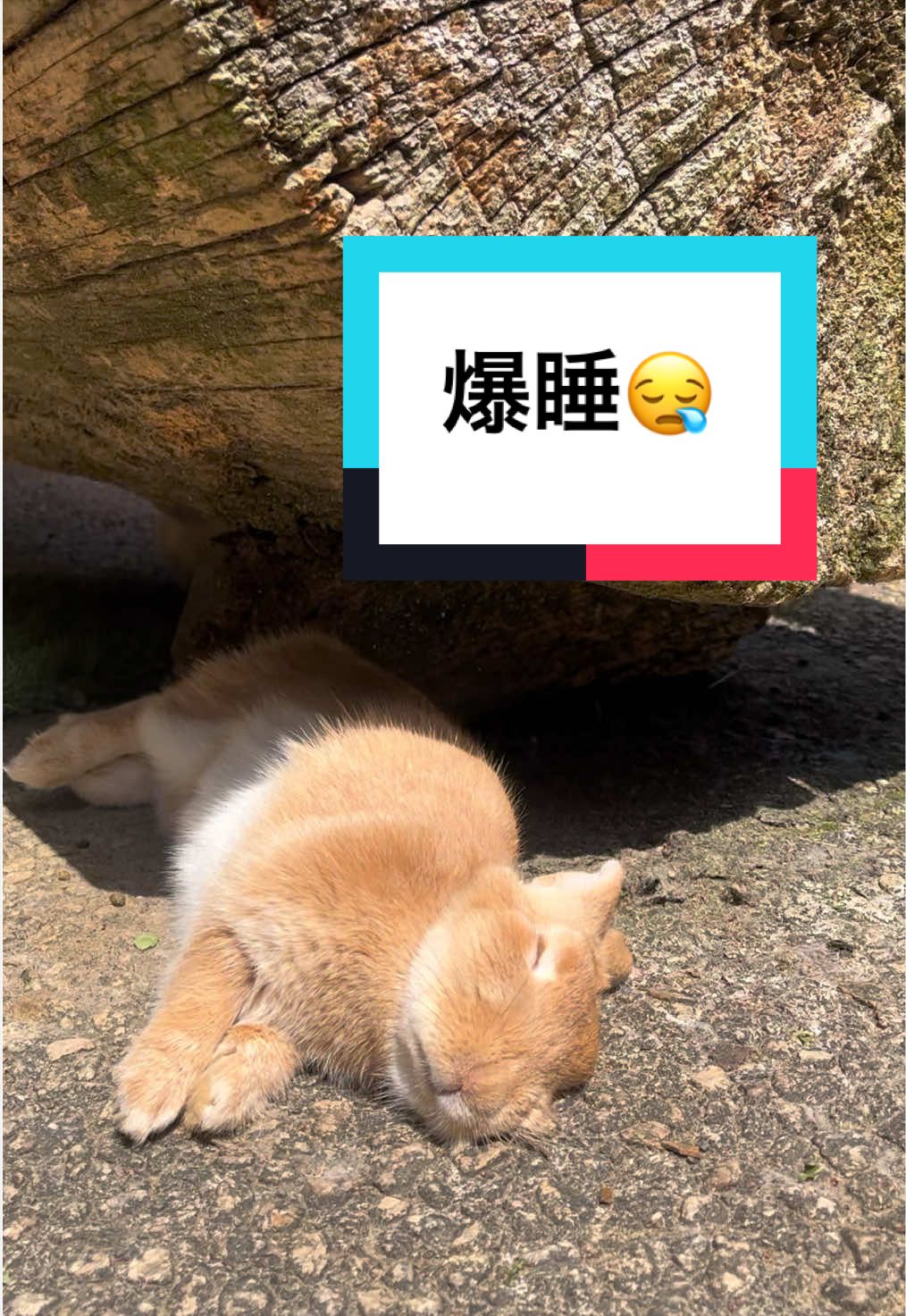 @【公式】月うさぎの里