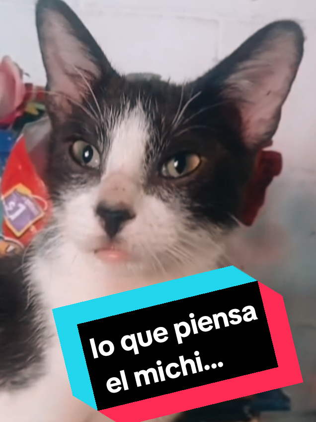 @Xochilita De Estrell
