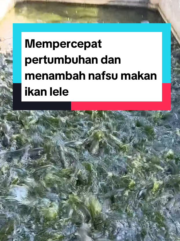 @Kang_Ewi