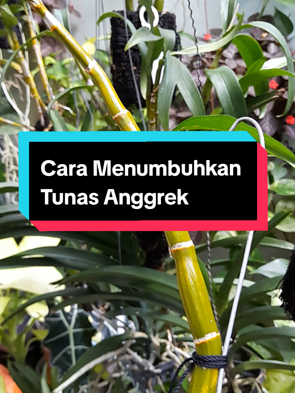 @Ambar healthy herbapedia