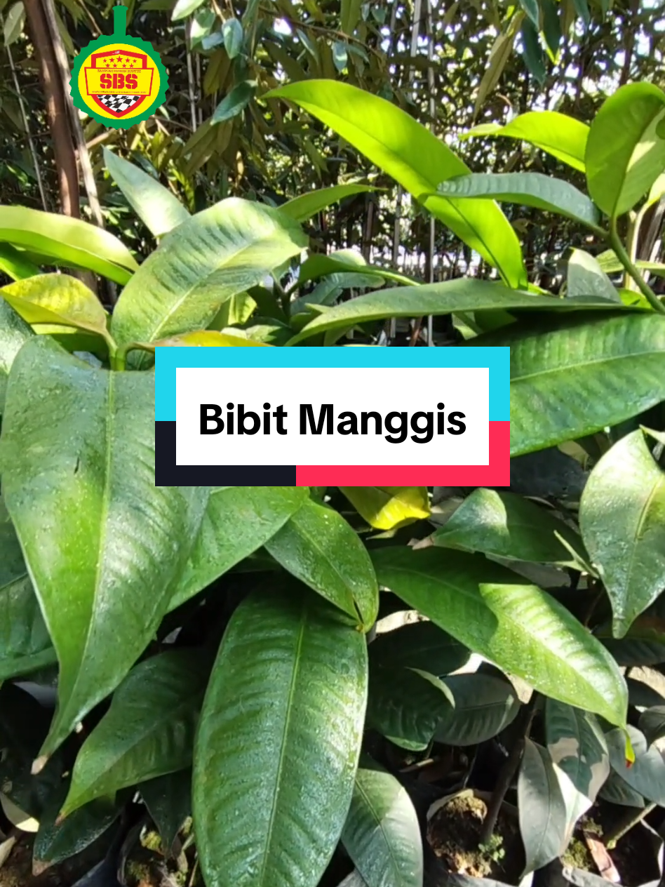 @Produksi Buah_SBS