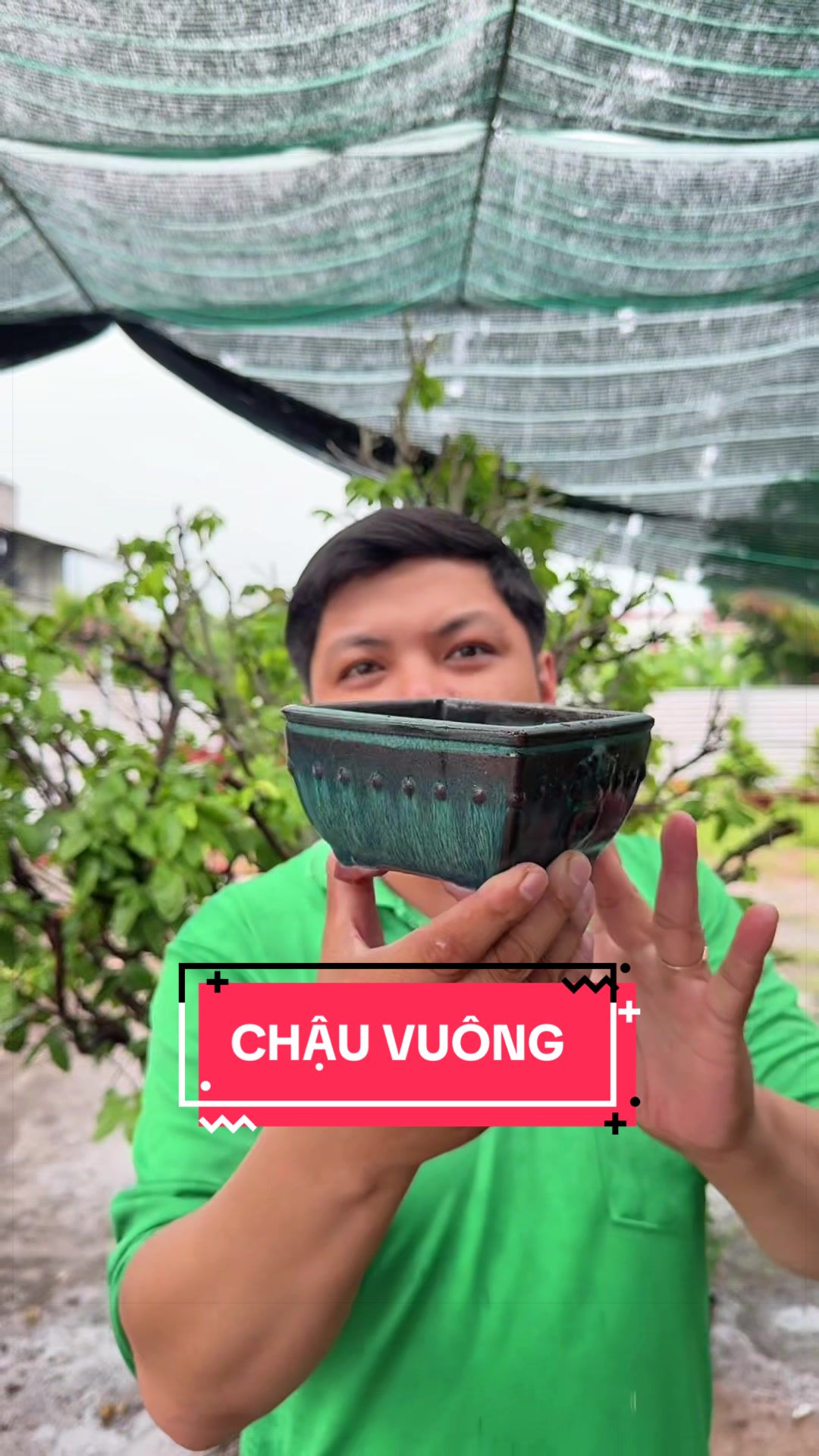 @C&acirc;y Xanh Phong Hồng