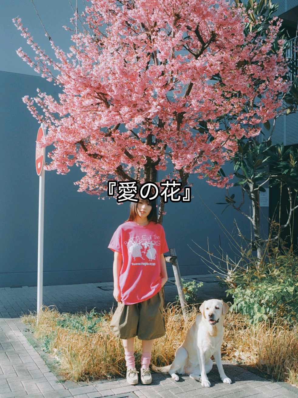 @animyong