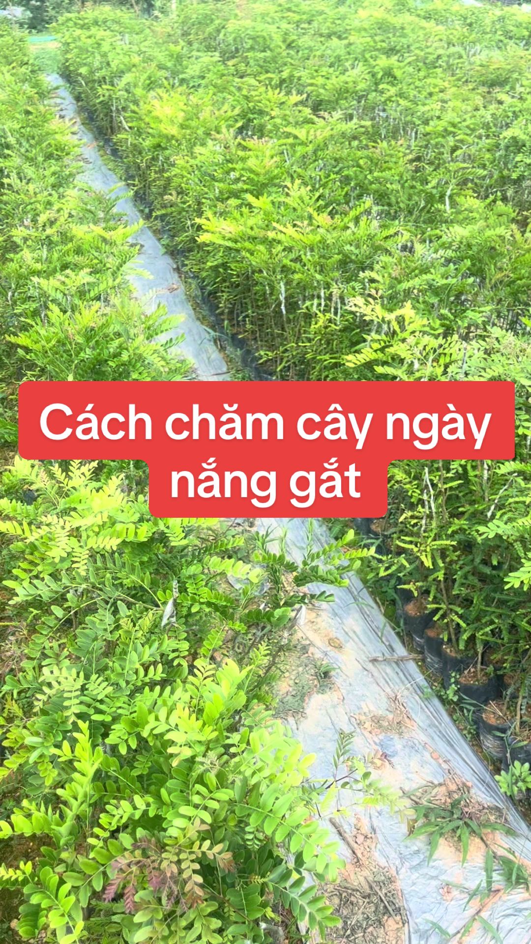 @Nh&agrave; Vườn Vũ Mai