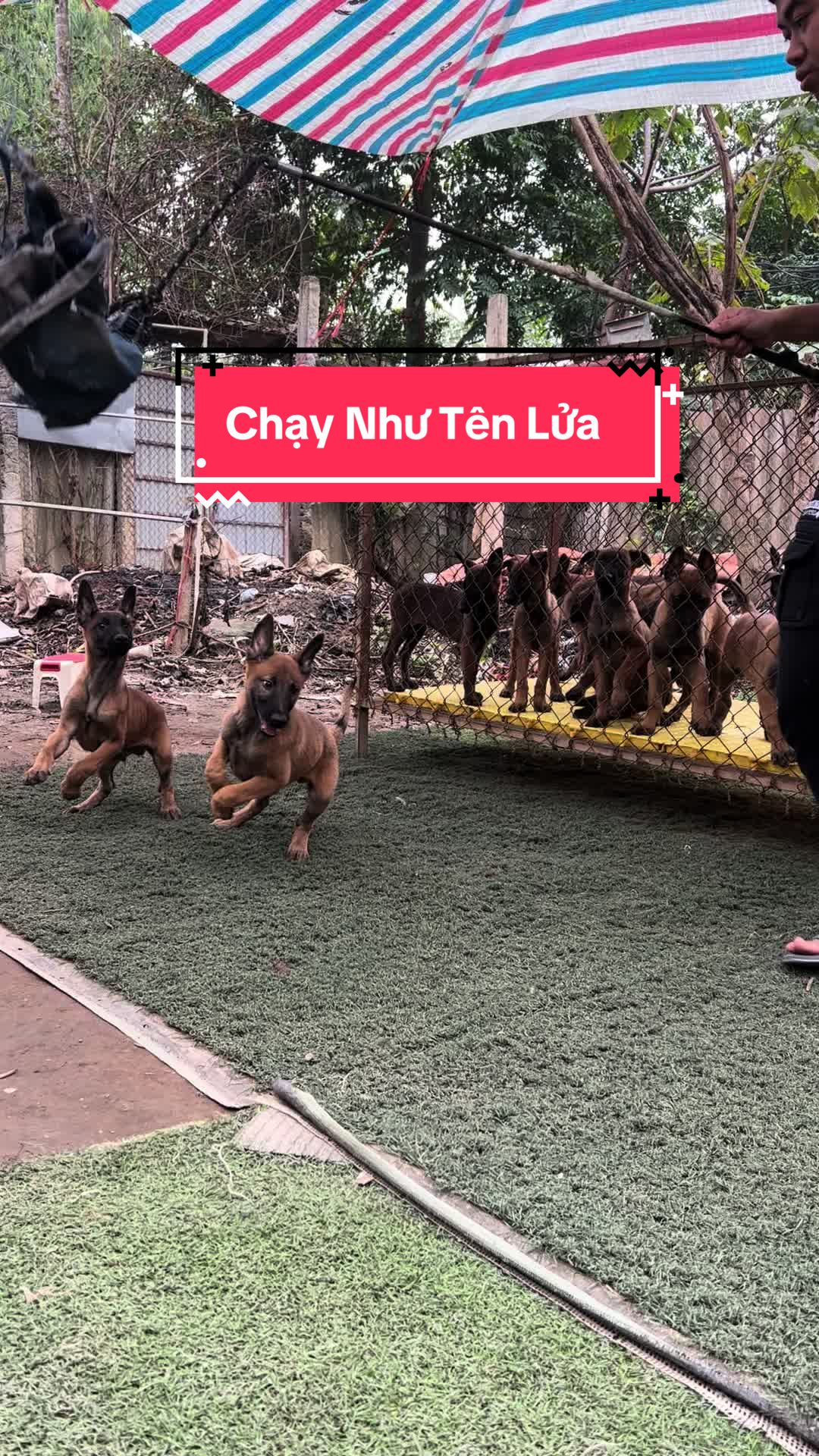 @Hồng long bi&ecirc;n malinois