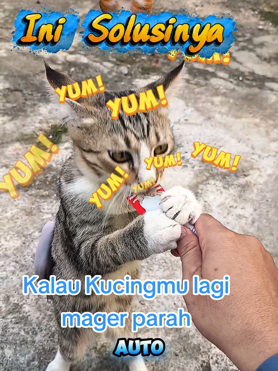 @Medayo Petcare