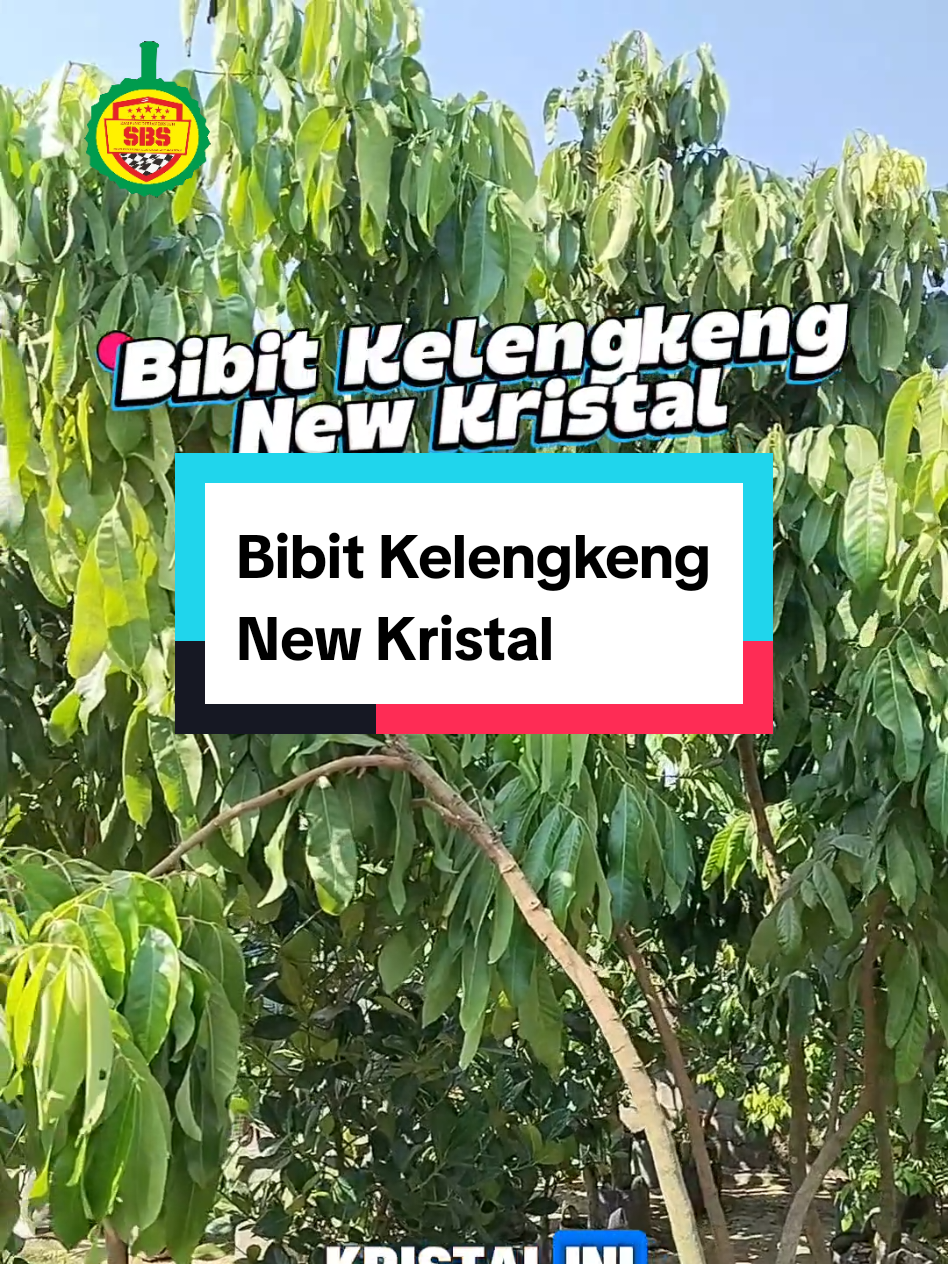 @Produksi Buah_SBS