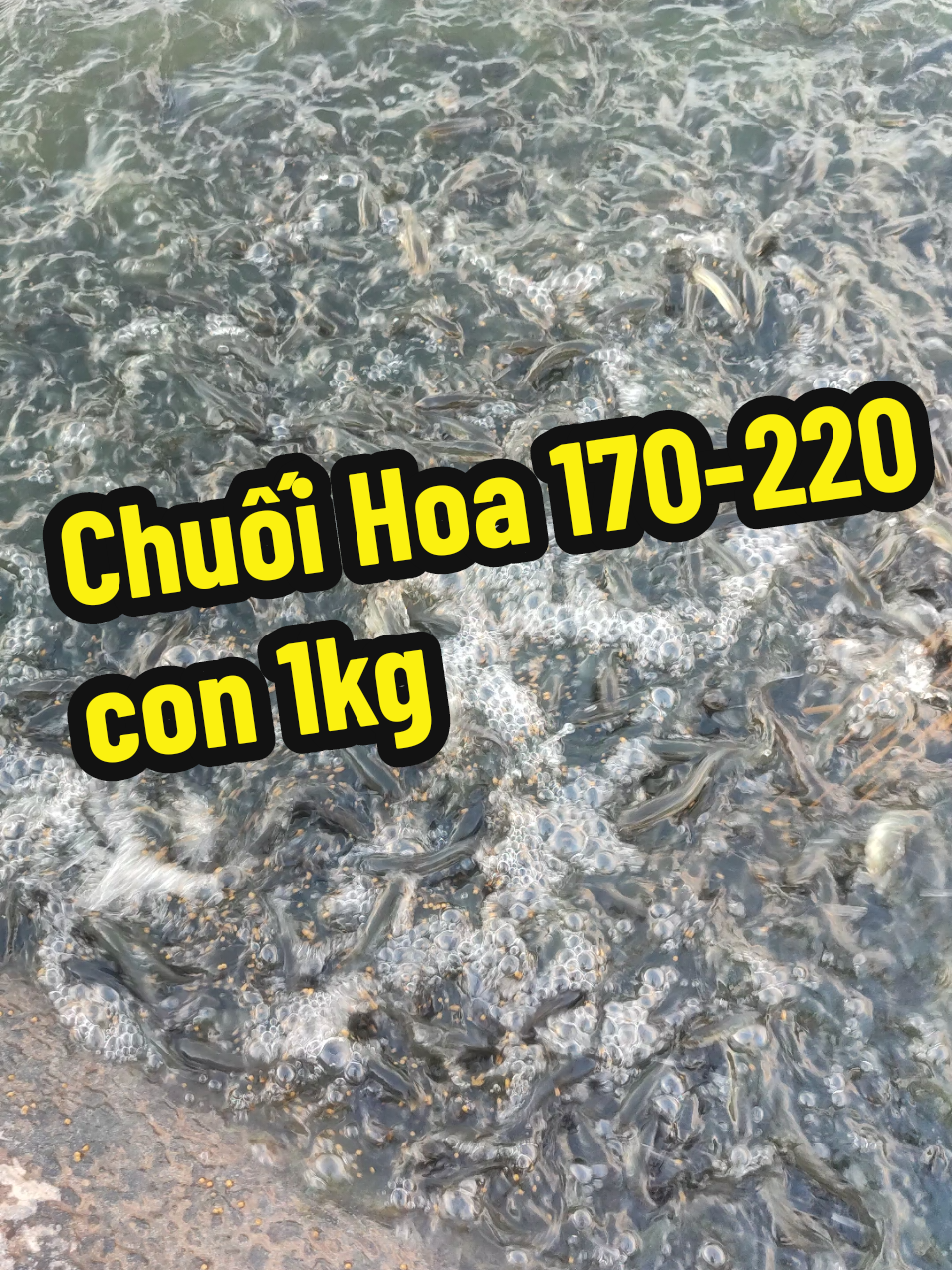 @Cá Chuối Hoa