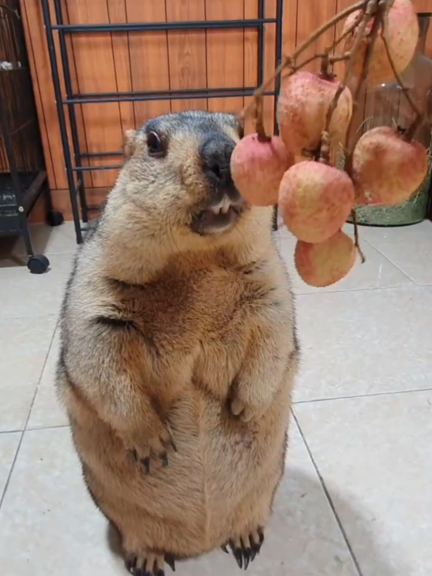 @YêuYêu