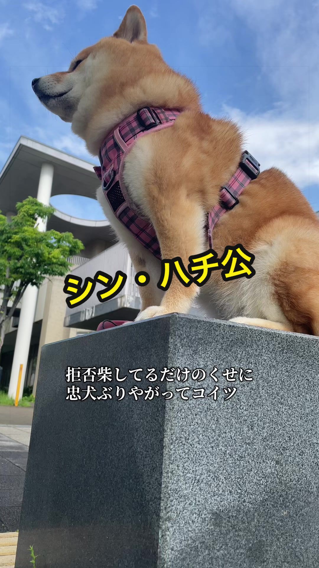 @特に柴犬が好きな人