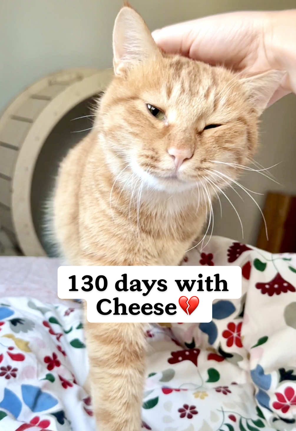 @MyStrayCheese