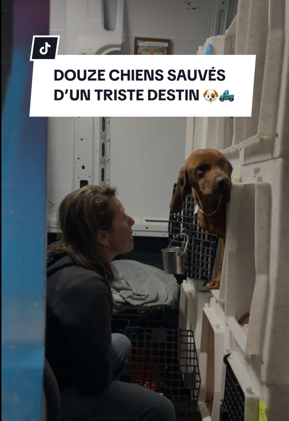 @Montreal SPCA